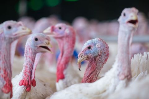 turkey farm. turkeys close-up. 