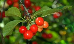  A cluster of red Montmorency Michigan cherries on the tree.