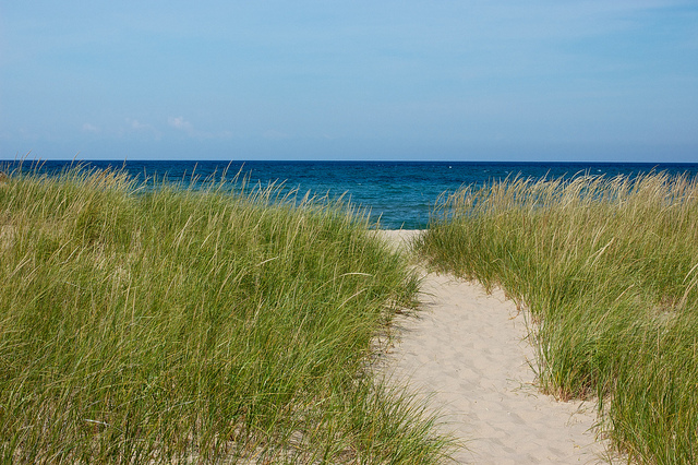 SPACE INVADERS: Lake Michigan’s dunes comprise the largest freshwater system in the world, which means the battle against invasive plant species requires every set of informed eyes we can muster. (Photo by Flickr user Ken Bosma; used under Creative Commons license)