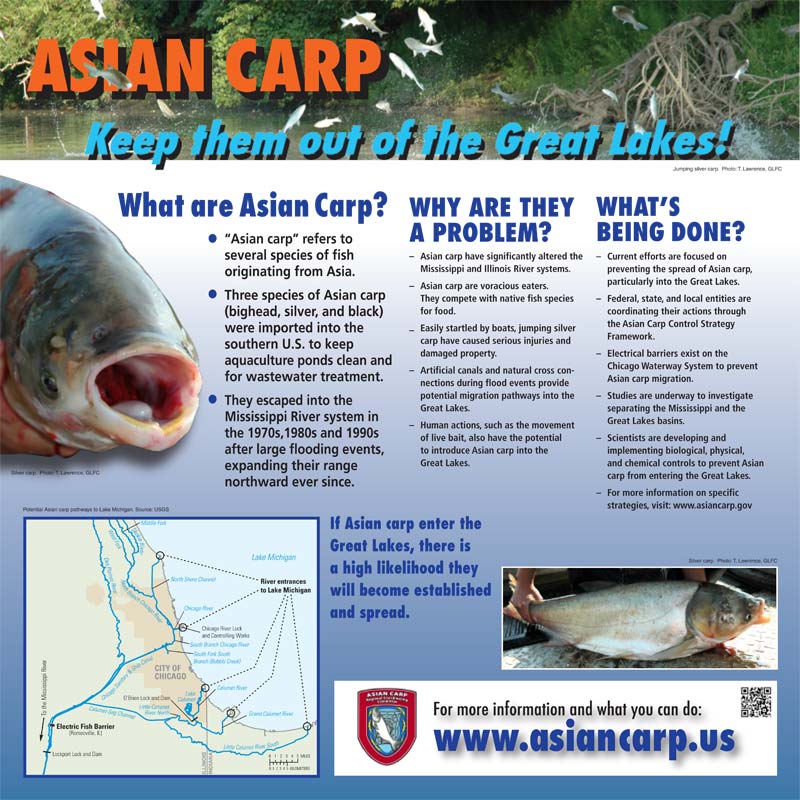 The government and environmental groups are putting out warnings about Asian carp across the Midwest and along the Mississippi River. (Source: Asian Carp Regional Coordinating Committee)