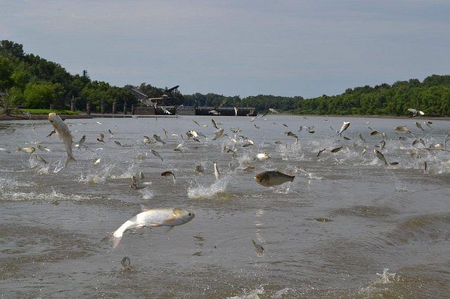 Asian carp are known for leaping out of the water at the sound of boat motors, which has resulted in injuries to boaters. (Photo courtesy the Asian Carp Regional Coordinating Committee) 