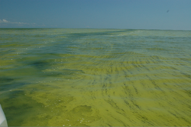 What’s in your water? The algae blooms that contaminated the municipal water supply for 500,000 people represent a tragedy of the commons. (Photo by Ohio Department of Natural Resources; used under Creative Commons license)