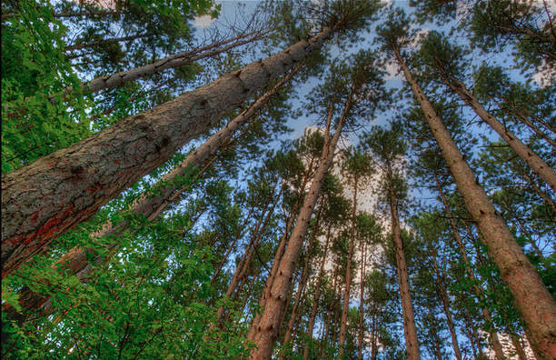 Michigan’s largest stand of old growth pines, some 400 years old, may have oil drilling underneath them at Hartwick Pines State Park. ((Photo by Flickr user Scott Smithson; used under Creative Commons license) 