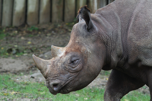 It looks like a fearsome beast, but seriously -- this RINO says he stands for moderation, consensus-building and believing the president is not going to impose martial law. (Photo by Flickr user Mark Dumont; used under Creative Commons license)