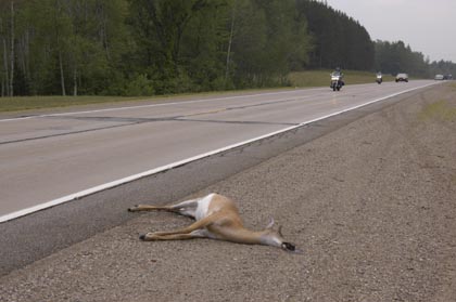 Poor Bambi, but lucky for the person who can harvest the venison. Of course, if more deer were harvested by hunters, fewer drivers would have this experience. (Photo by William Lee via Flickr; used under Creative Commons license)
