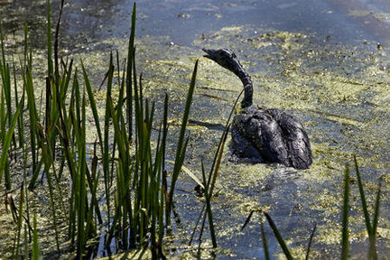 A 2010 rupture in an Enbridge pipeline on the Kalamazoo River near Marshall caused the nation's largest inland oil spill. (Photo courtesy MLive)