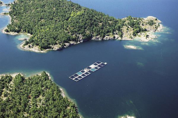 A commercial fish farm in Northern Ontario.(Courtesy of Northern Ontario Aquaculture Association)