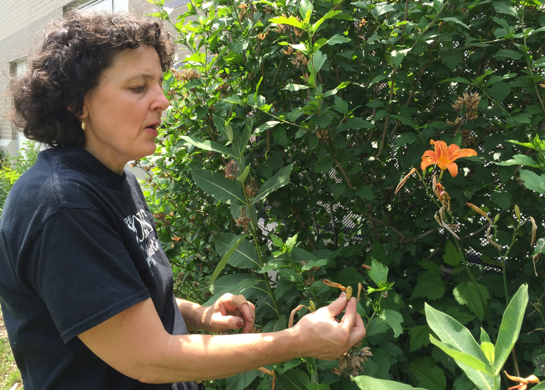 Laura Casaletto is one of the instructors for a foraging workshop conducted by Our Kitchen Table, a nonprofit that holds cooking and nutrition classes for low-income families and other residents in the Grand Rapids area. (Bridge photo by Chastity Pratt Dawsey) 