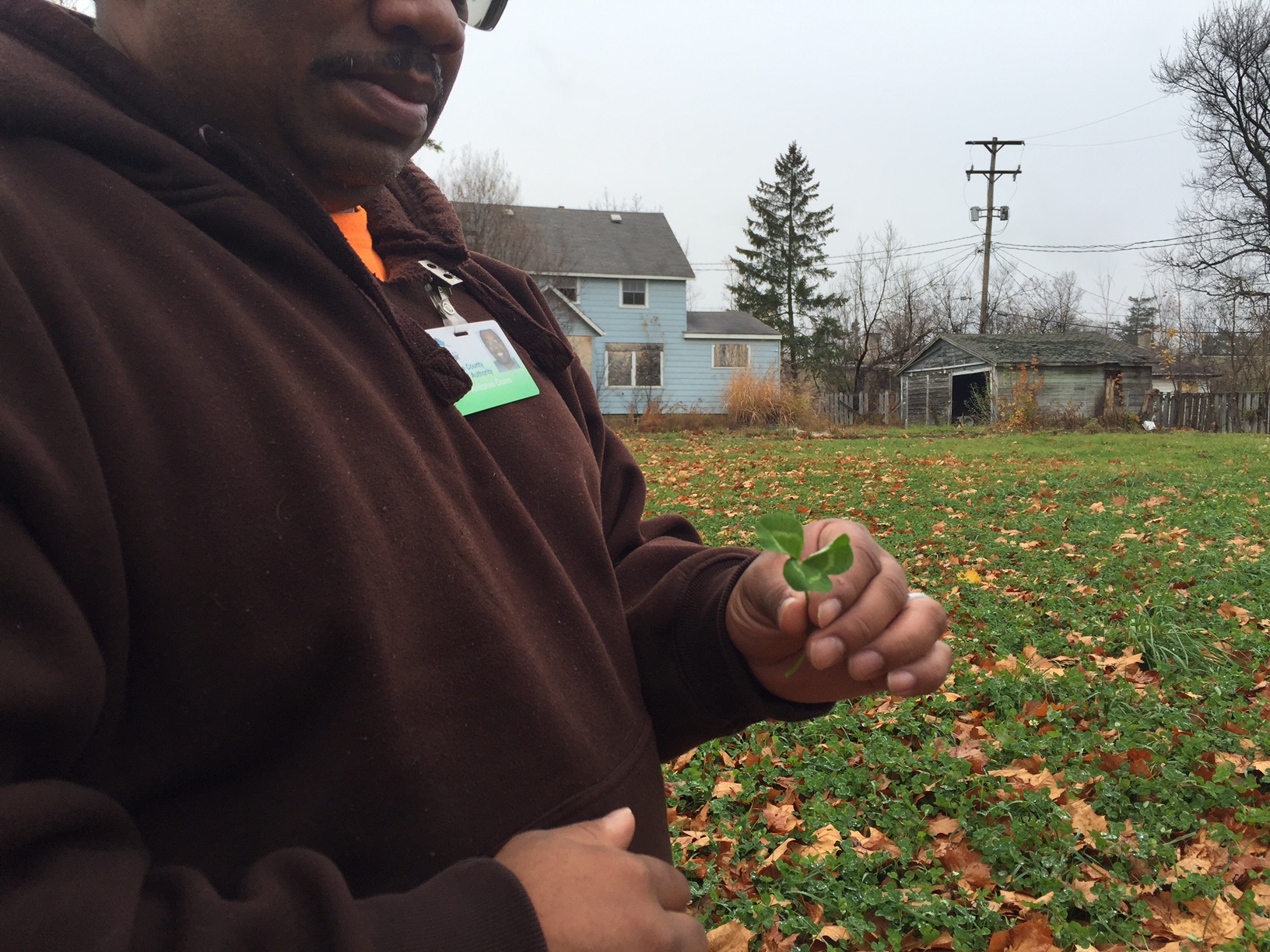 Antonio Dunn, an inspector with the Genesee County Land Bank Authority, holds a Dutch white clover. As part of the blight elimination program in Flint ‒ which is run by the Genesee County Land Bank Authority ‒ Dutch white clovers are planted on demo sites instead of grass to reduce mowing costs and safety hazards posed by tall grasses. (Bridge photo by Chastity Pratt Dawsey)