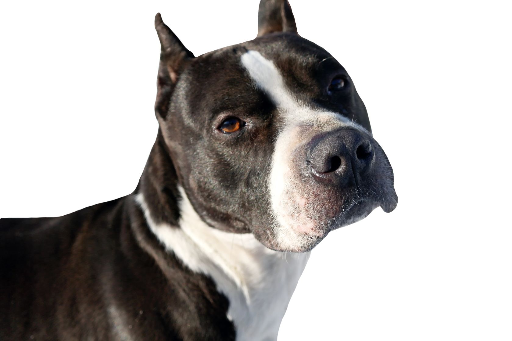 Pit bulls like this one are at the center of a debate over whether the breed should be regulated or even banned in Michigan communities (courtesy photo).