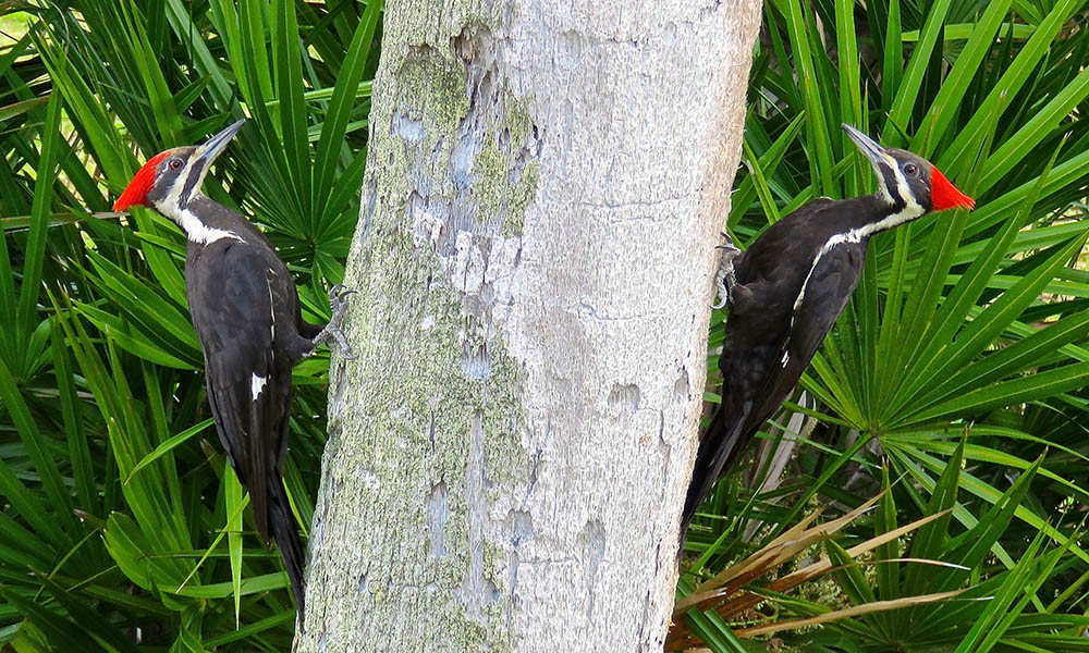 Bridge-Pileatedwoodpeckers