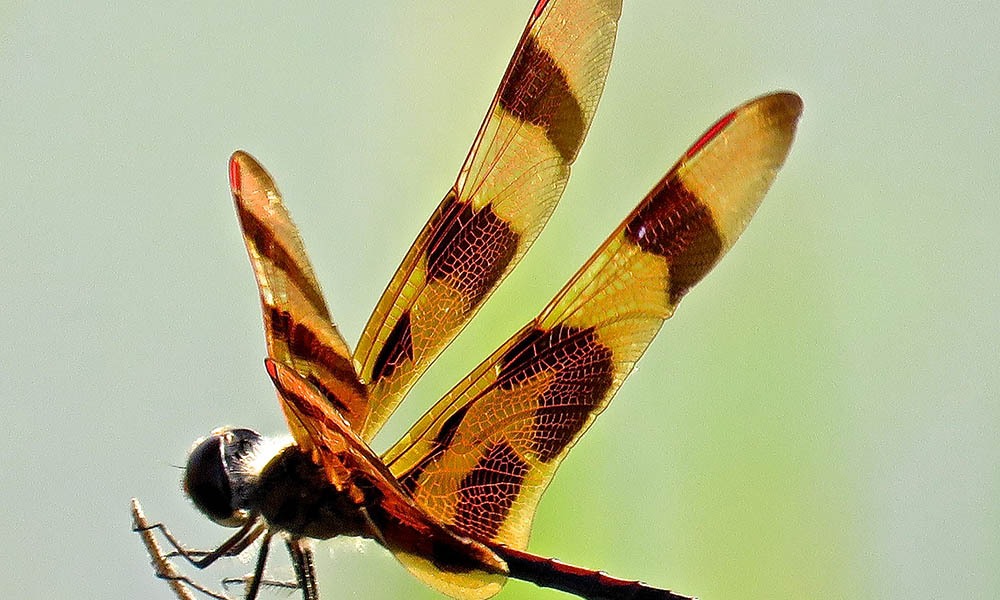 Bridge-dragonflybrownwingredspots