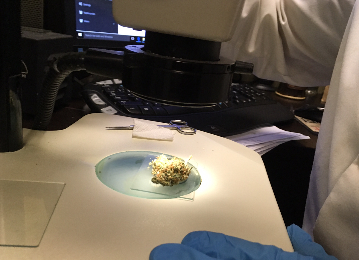 Marijuana is placed on a slide to be examined for impurities under a microscope at Iron Laboratories in Walled Lake. (Bridge photo by Lindsay VanHulle)