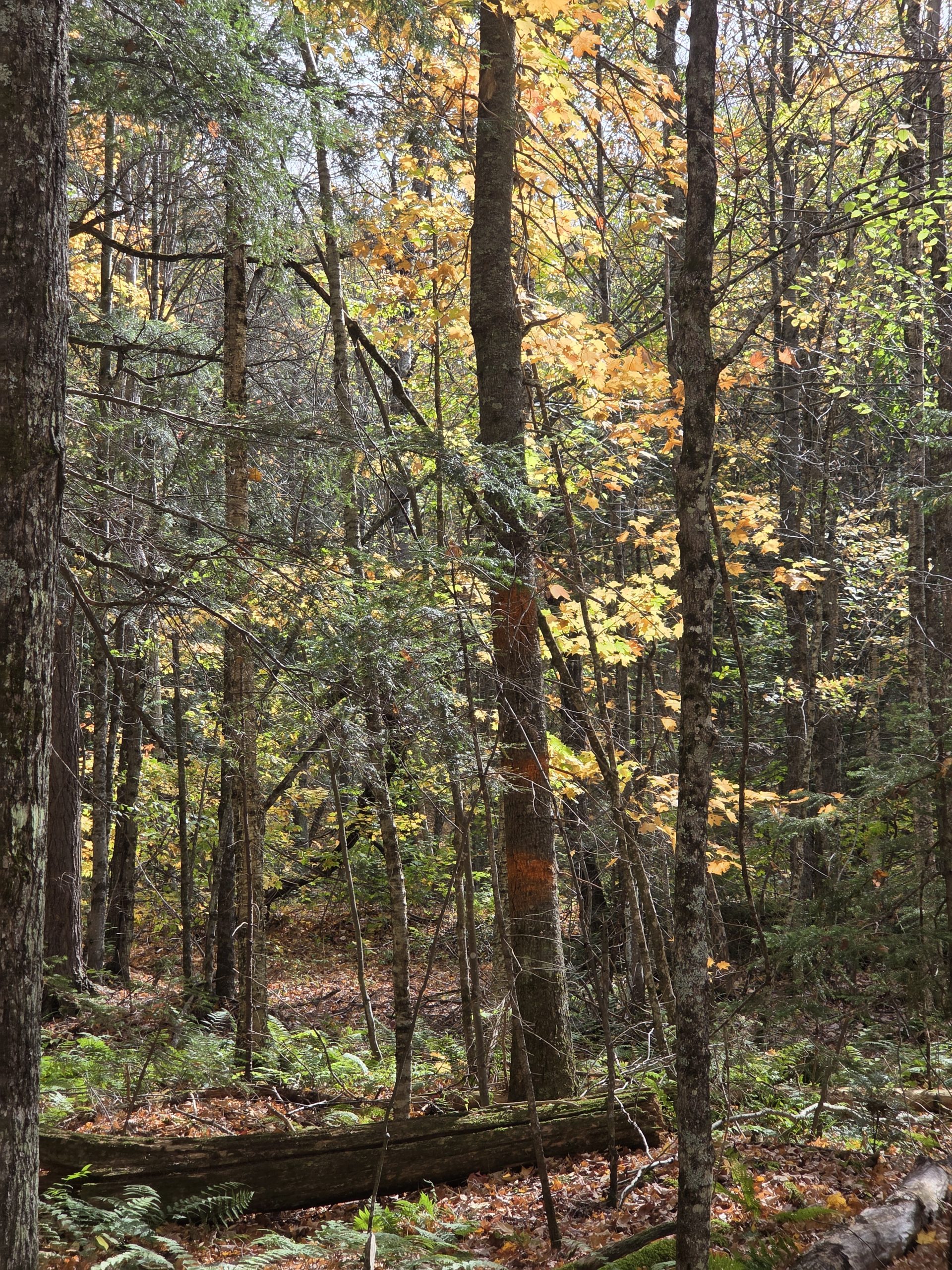 A forest