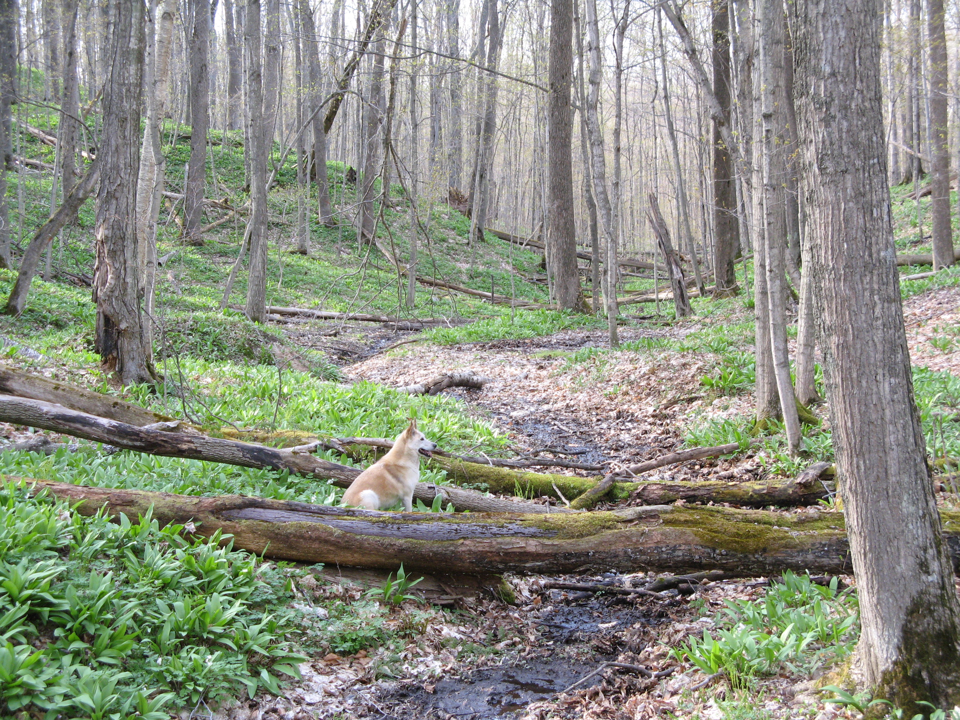 Policy winds blow through Mich. forests | Bridge Magazine