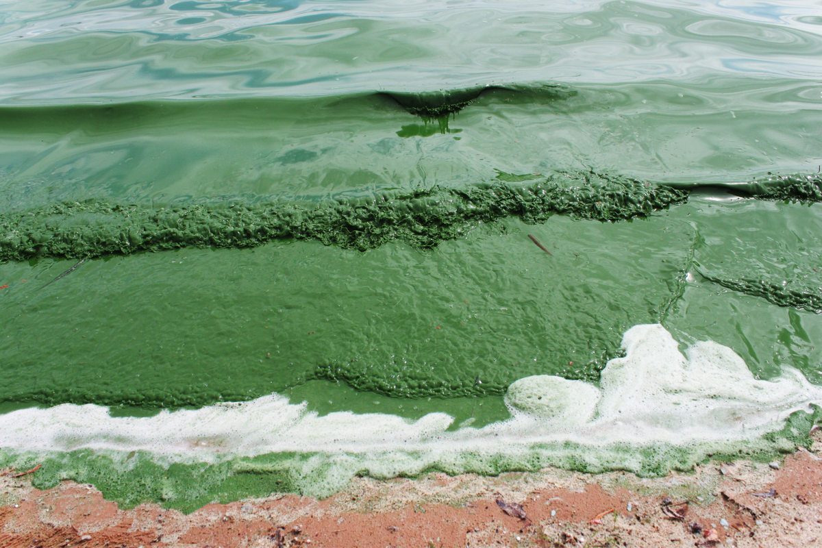 Green grows the algae bloom, and not enough is being done about it ...