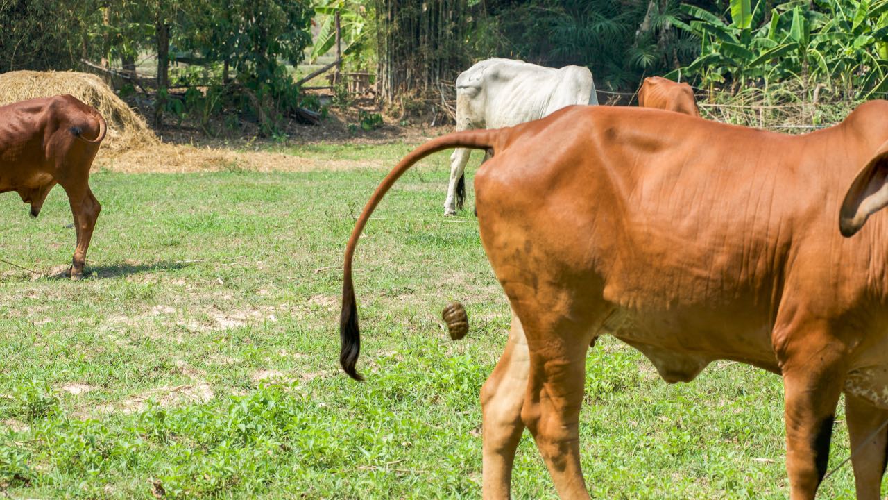 Cow Dung Won T Stop Coronavirus And You Can Open Amazon Boxes From China Bridge Magazine