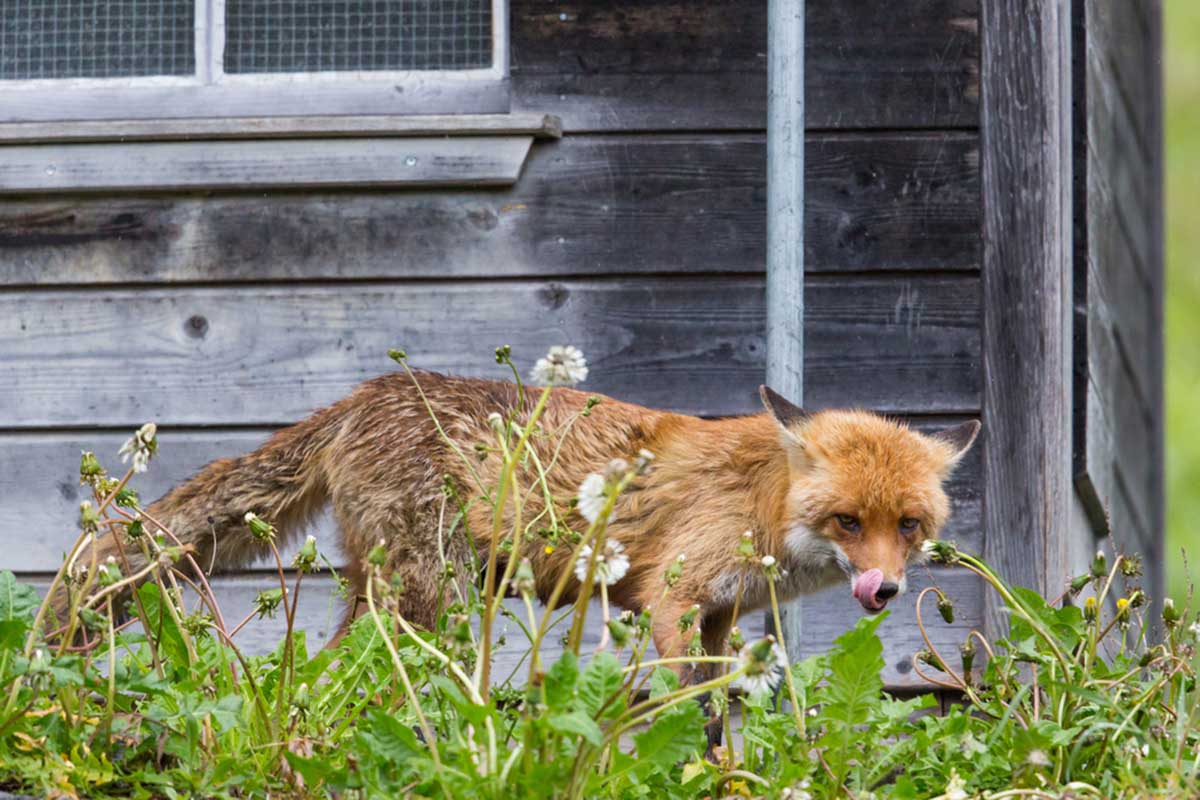 fox-meet-henhouse-what-happens-if-industry-runs-michigan-deq-bridge