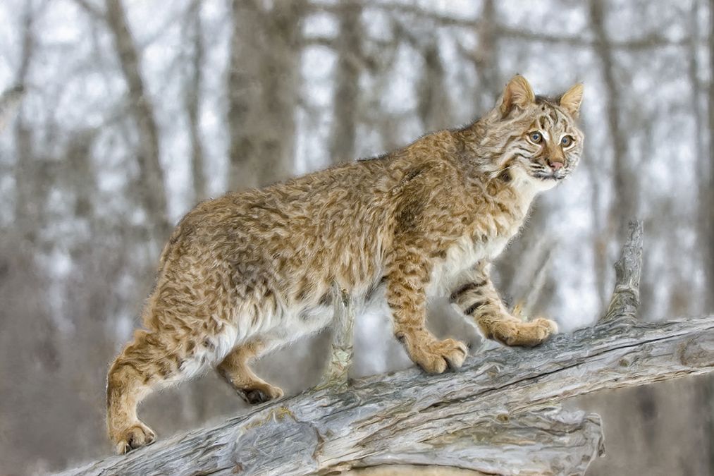 Michigan OKs expanded bobcat hunting season over activists' concerns |  Bridge Michigan