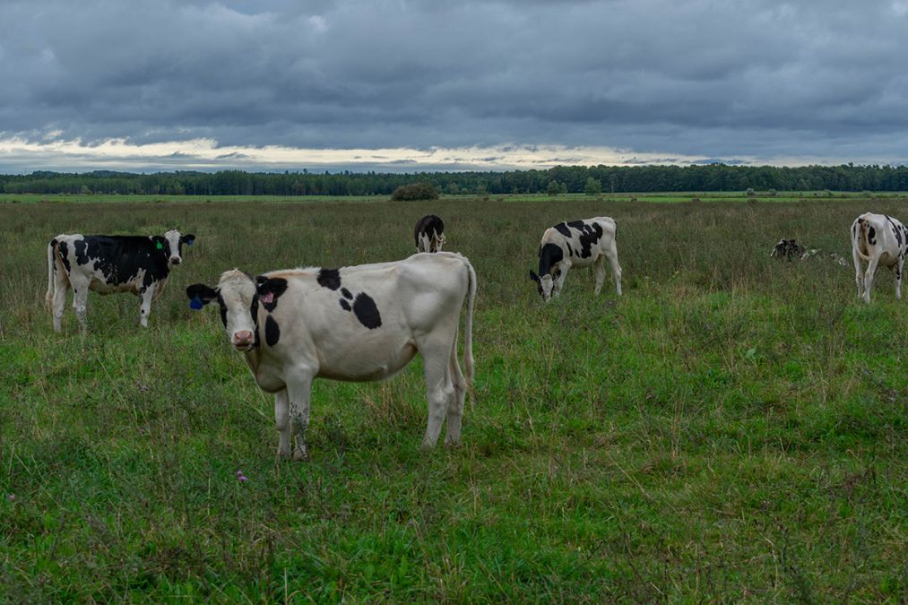 Growing Kids Need Real Milk - United Dairy Industry of Michigan