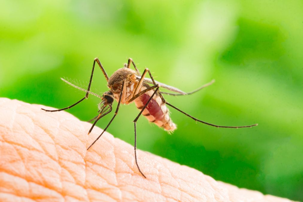 Spring has already sprung for mosquitoes in Michigan