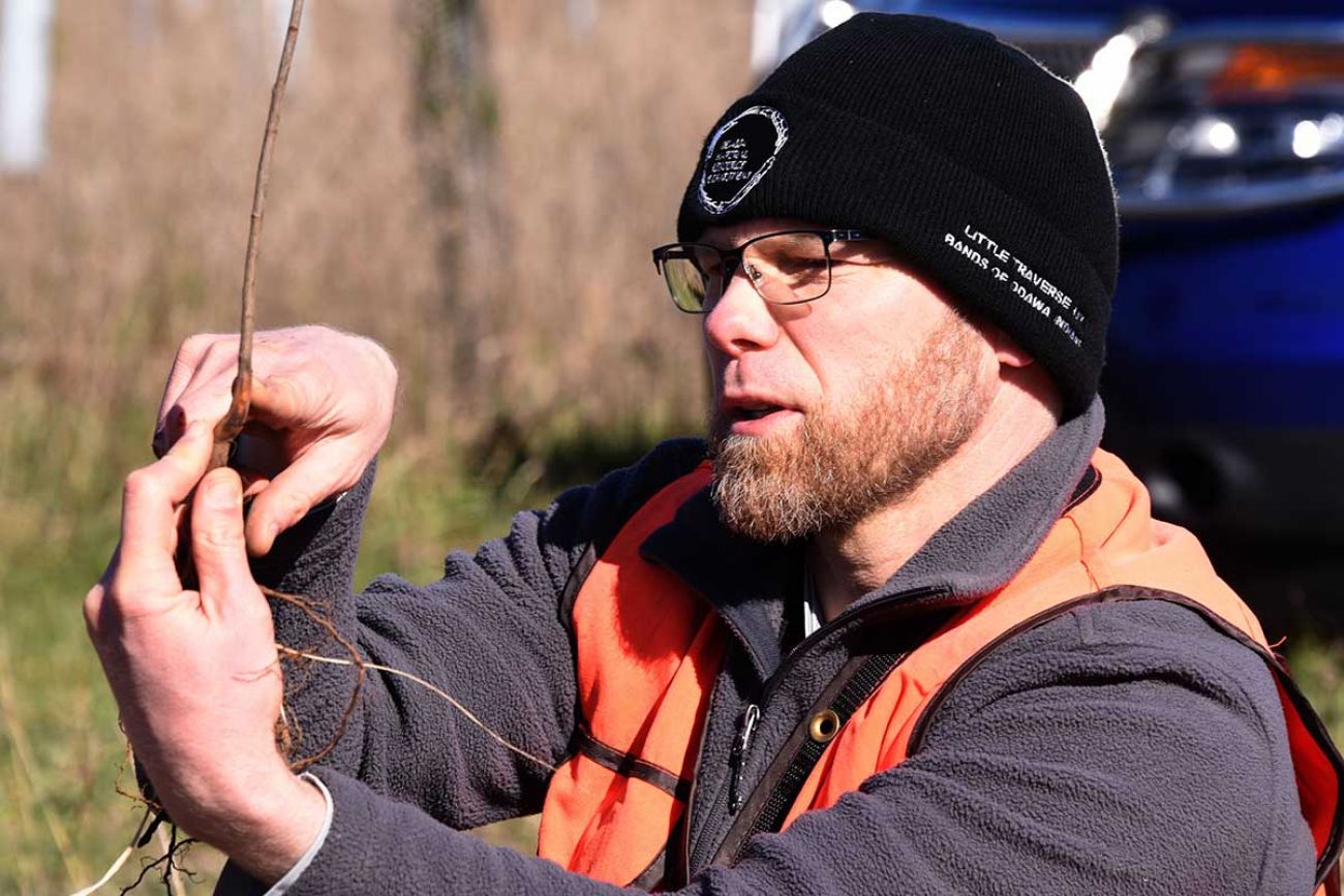 As long as there's life, there's hope': Seedling of Survivor Tree thrives  in Central