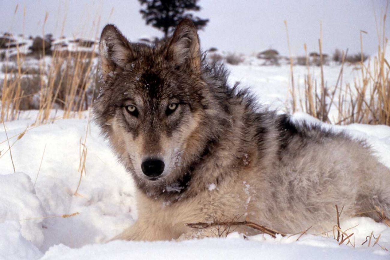 Wolf wars: As Michigan packs grow, a battle brews over killing the  predators