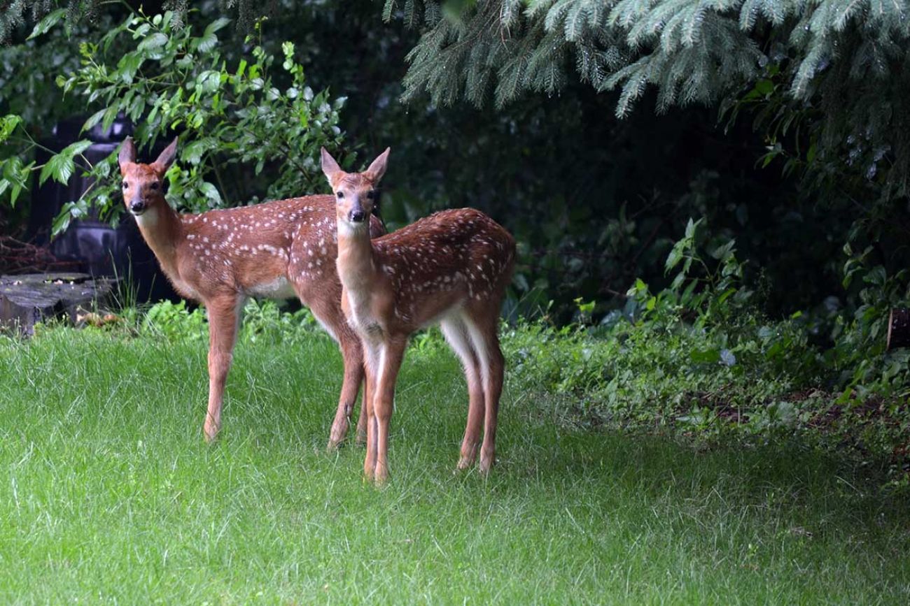 COVID is spreading in deer. What does that mean for the pandemic?