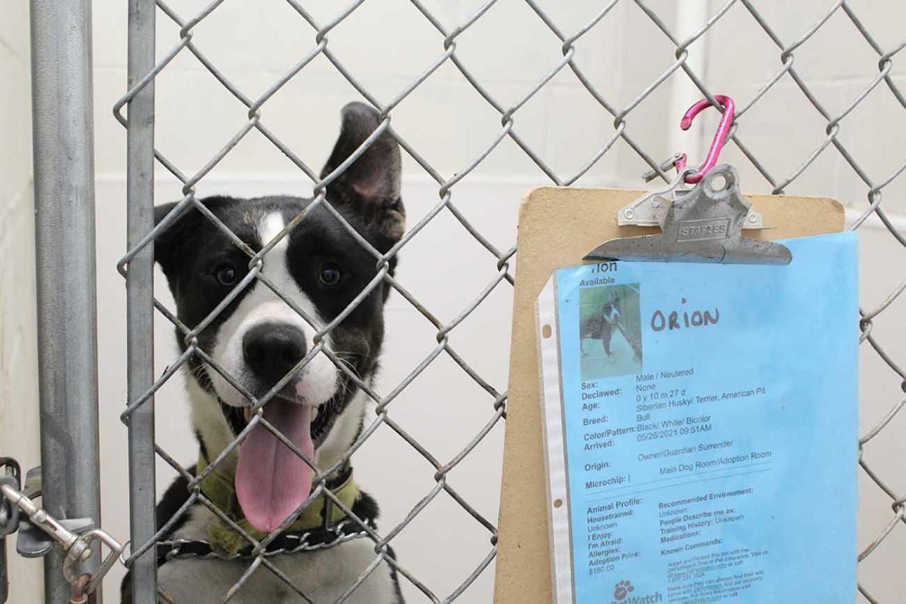 what happens to dogs in shelter