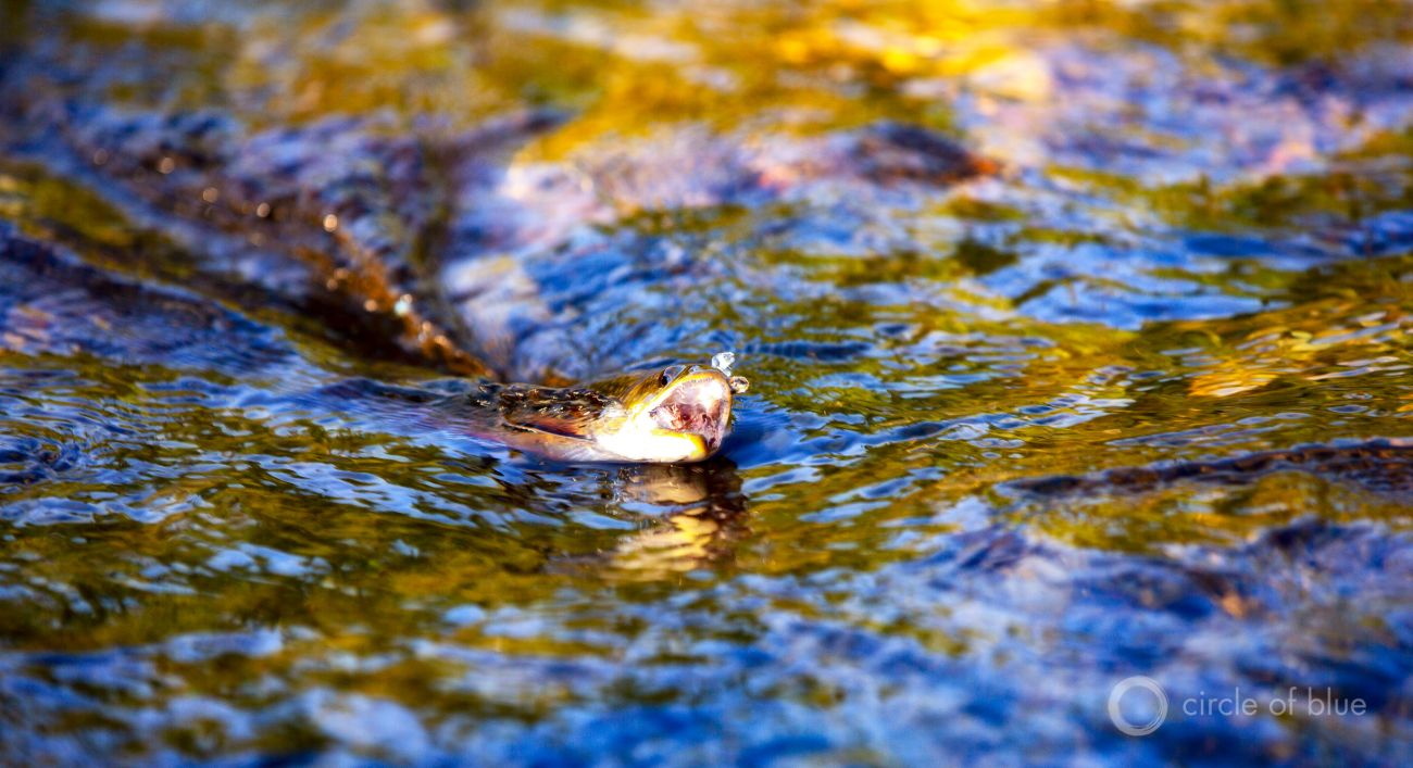 Down the Mighty Columbia River, Where a Power Struggle Looms - The