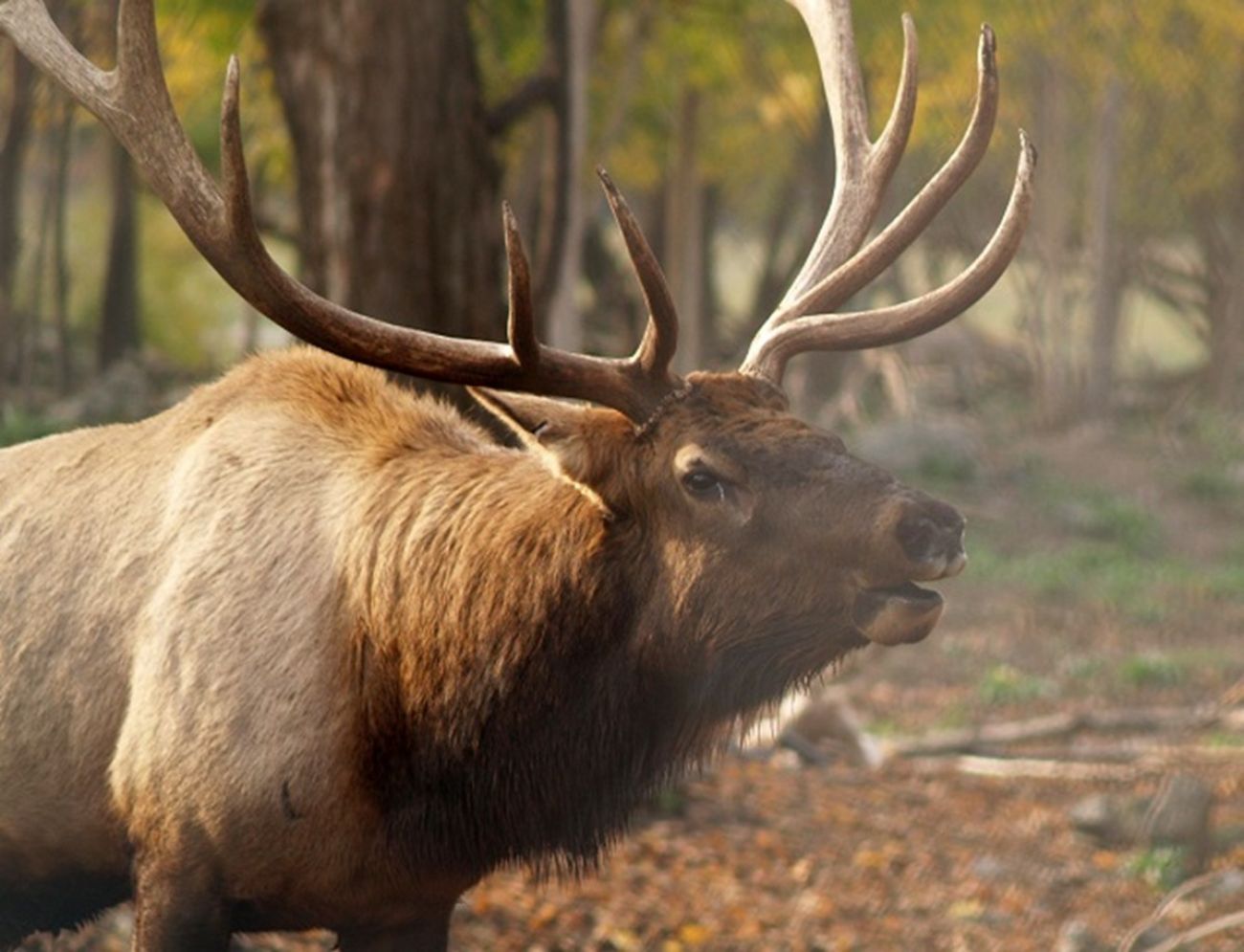 Record elk hunting applications fuel conservation efforts | Bridge Michigan