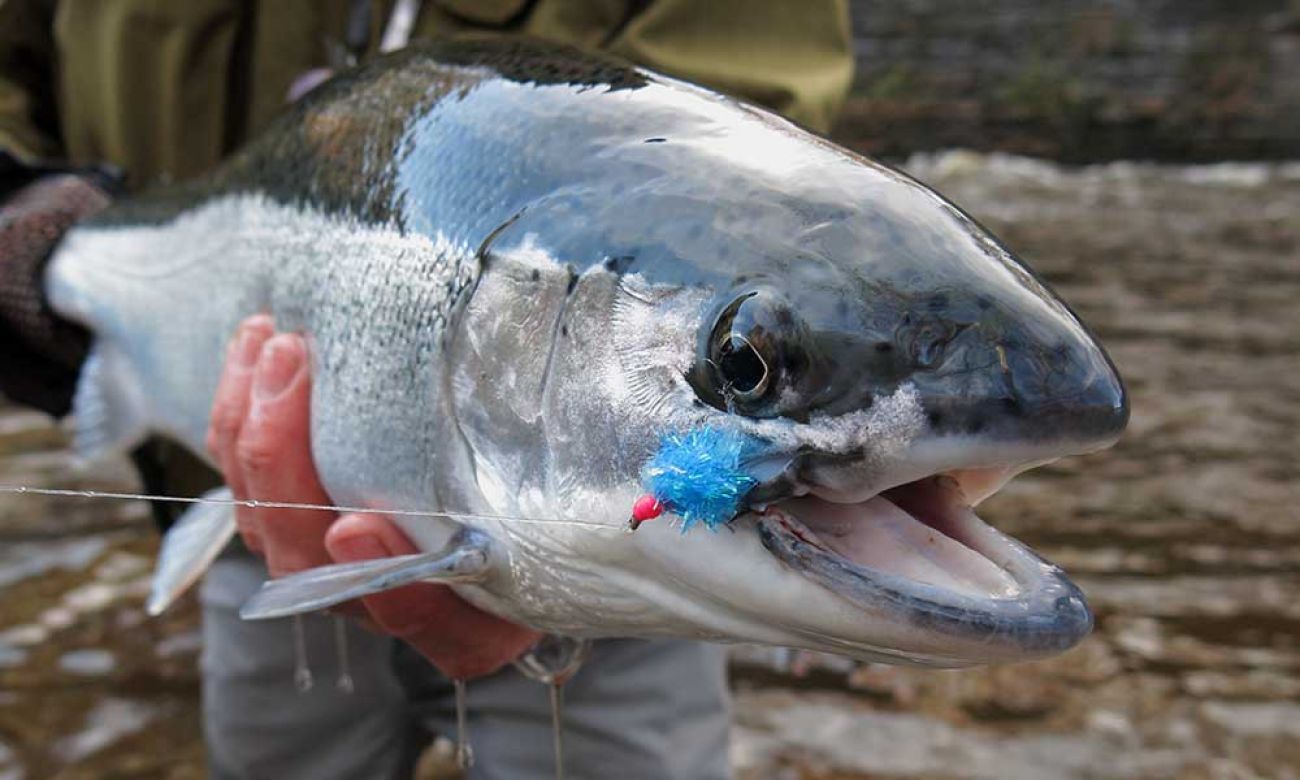 History of Michigan Steelhead