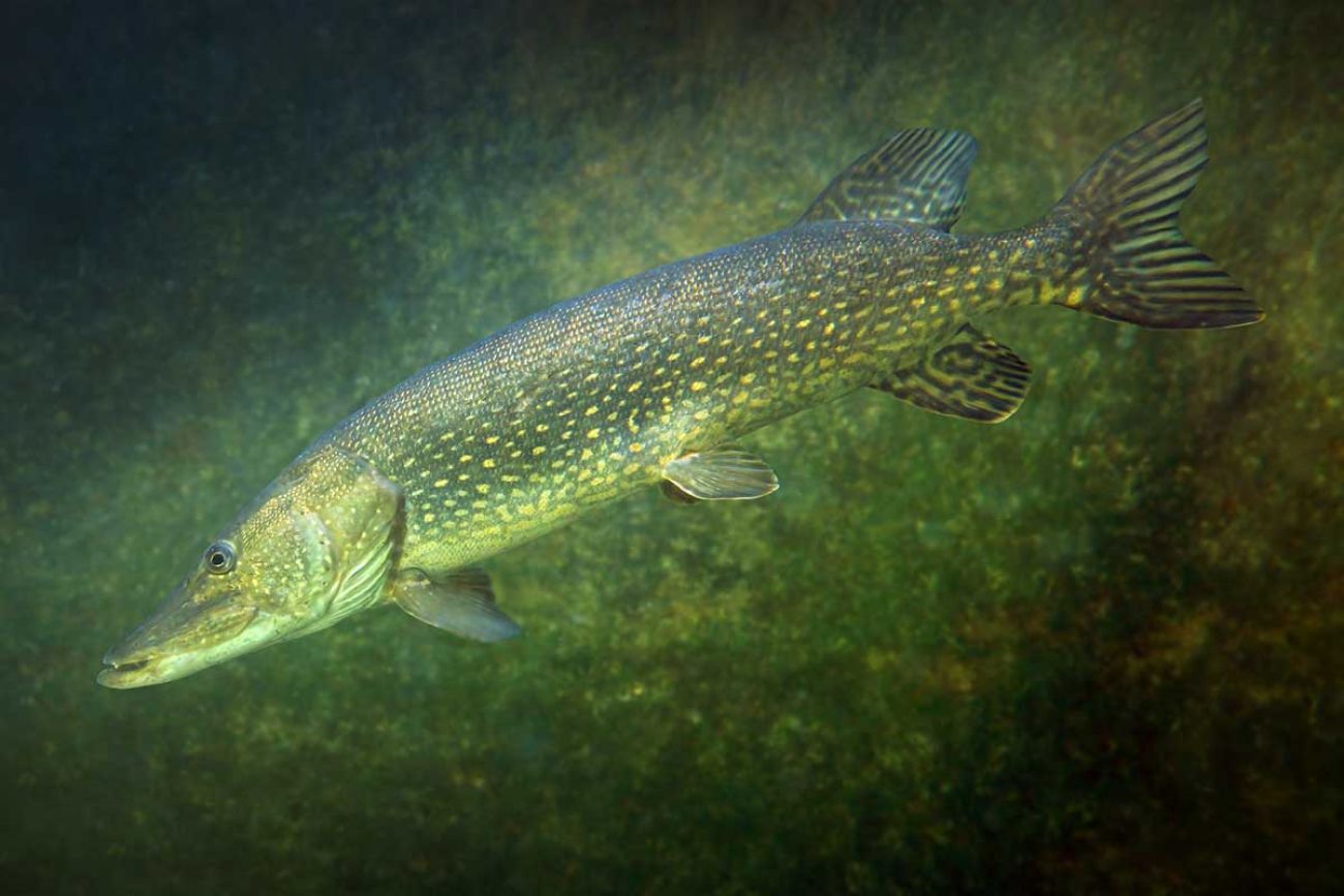 Steelhead struggle in some Michigan waters. Will a catch limit