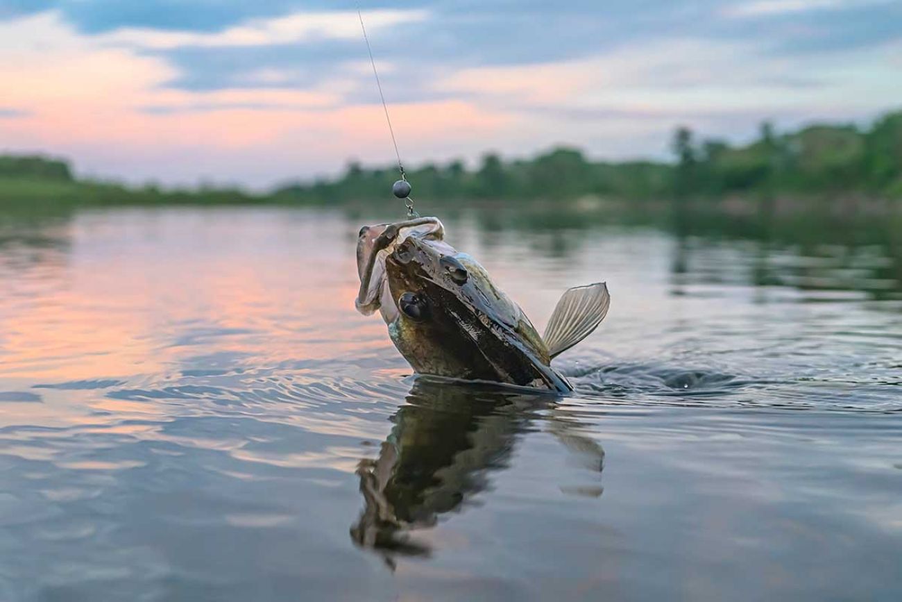 Saginaw bay walleye