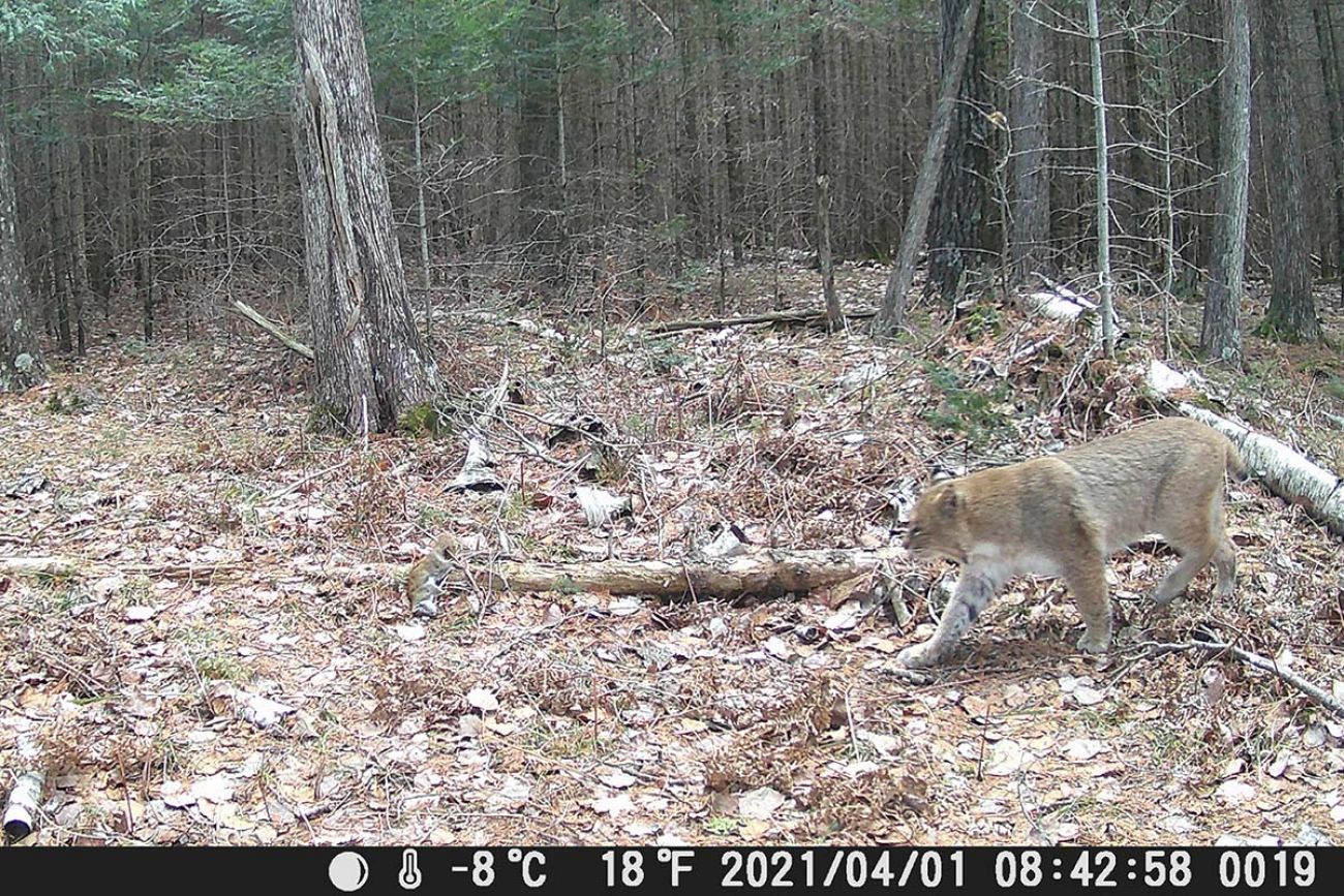 Michigan Bobcat Season 2025 - Beret Jeannette