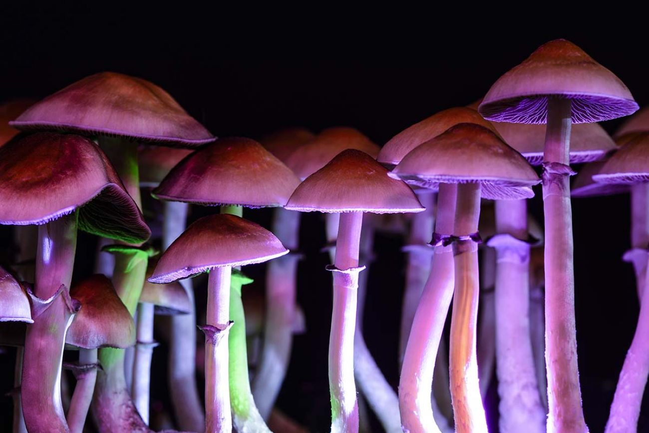 How Long Does It Take For Magic Mushrooms To Kick In?