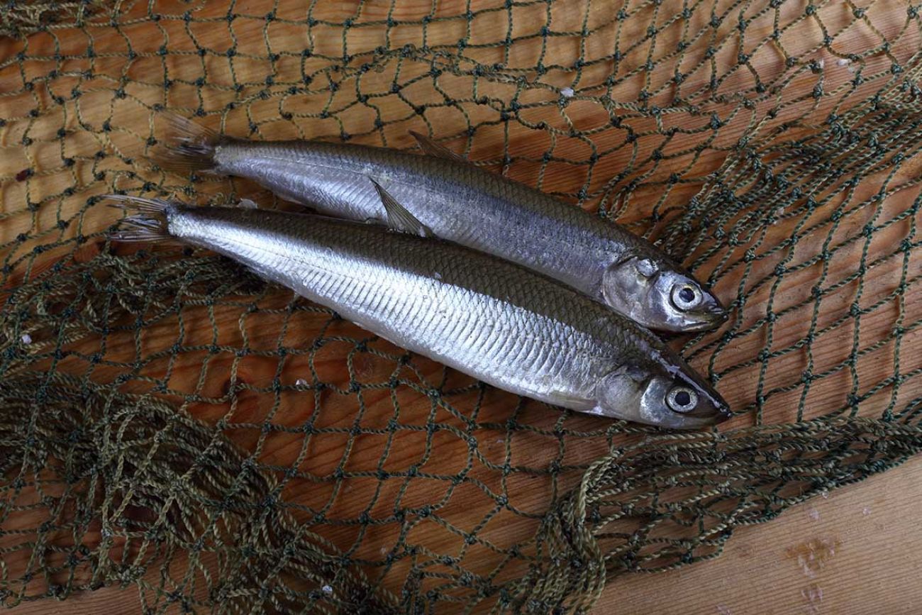 Small portions: Michigan puts PFAS advisory on Lake Superior rainbow smelt