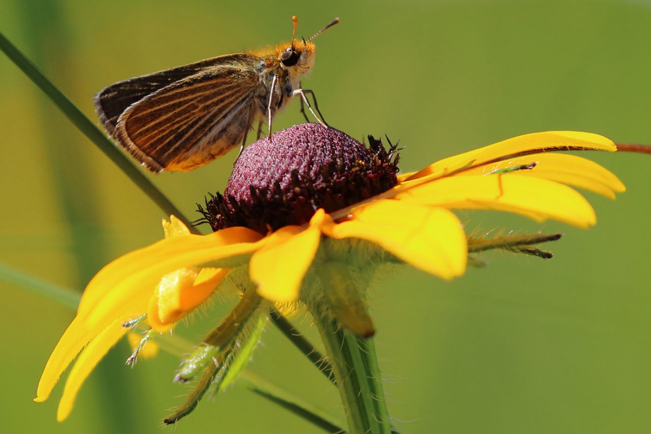 Petoskey Cairn with Michigan Butterflies