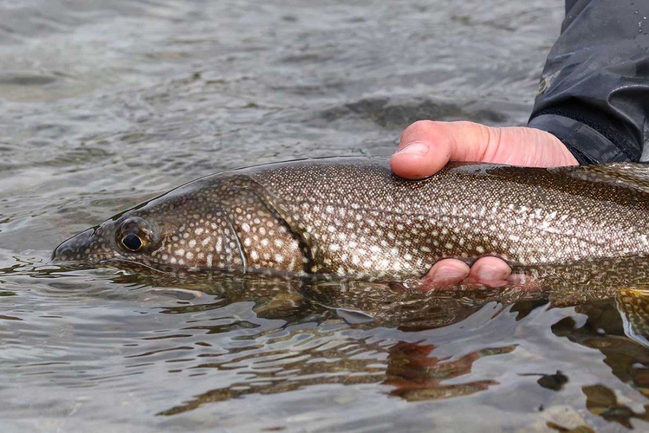 Daily lake trout possession limit on Grand Traverse Bay reduced to