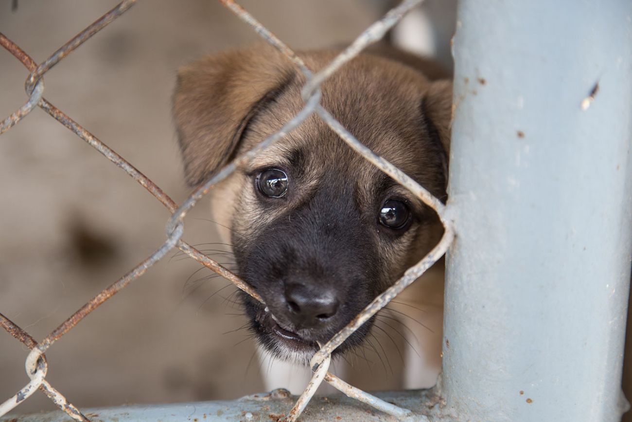 animal testing on dogs