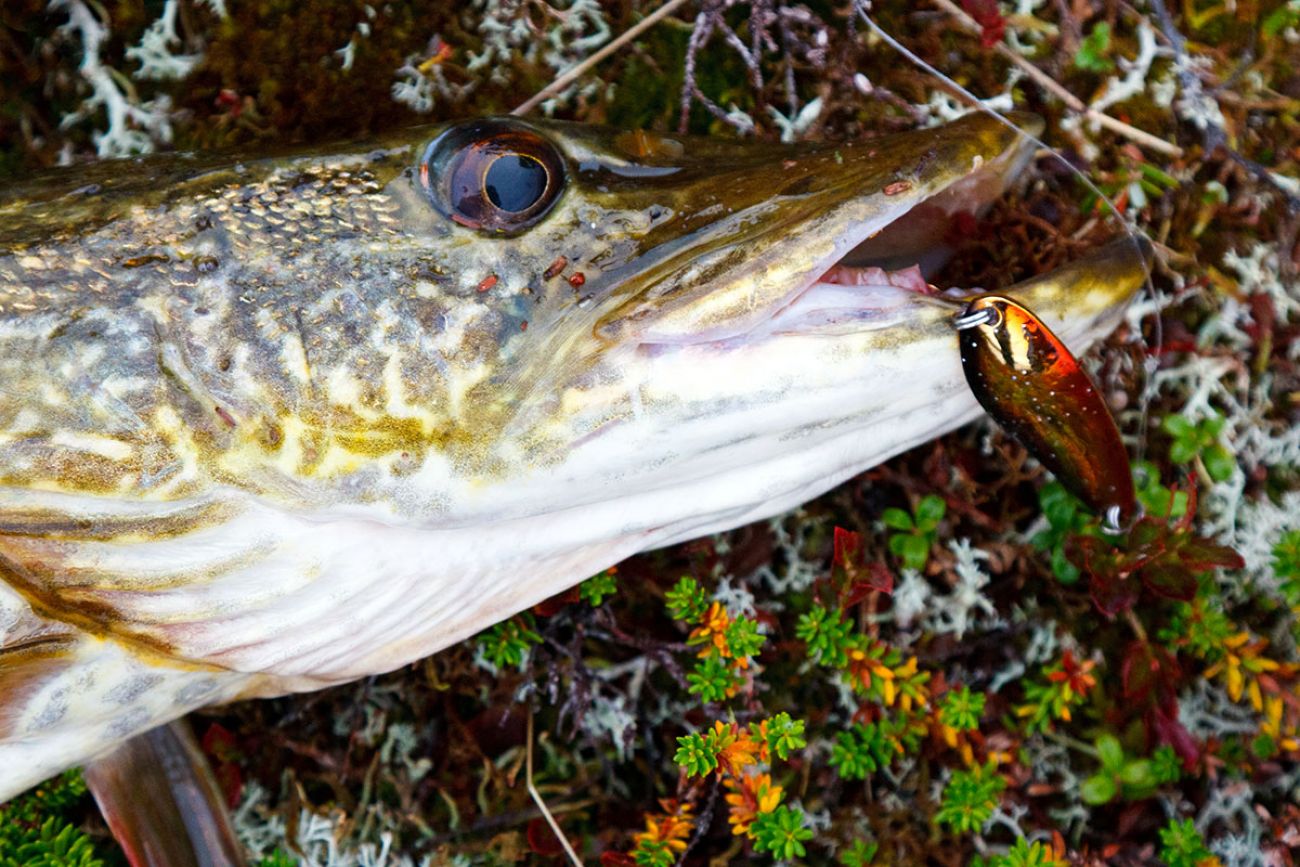  Pike Em', Northern Pike