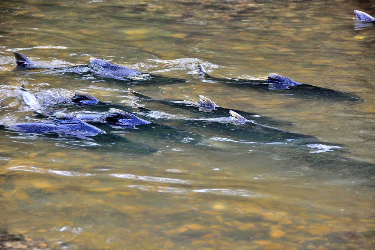 Natal Origins of Lake Michigan Steelhead Salmon Explored - Great Lakes  Fishery Trust