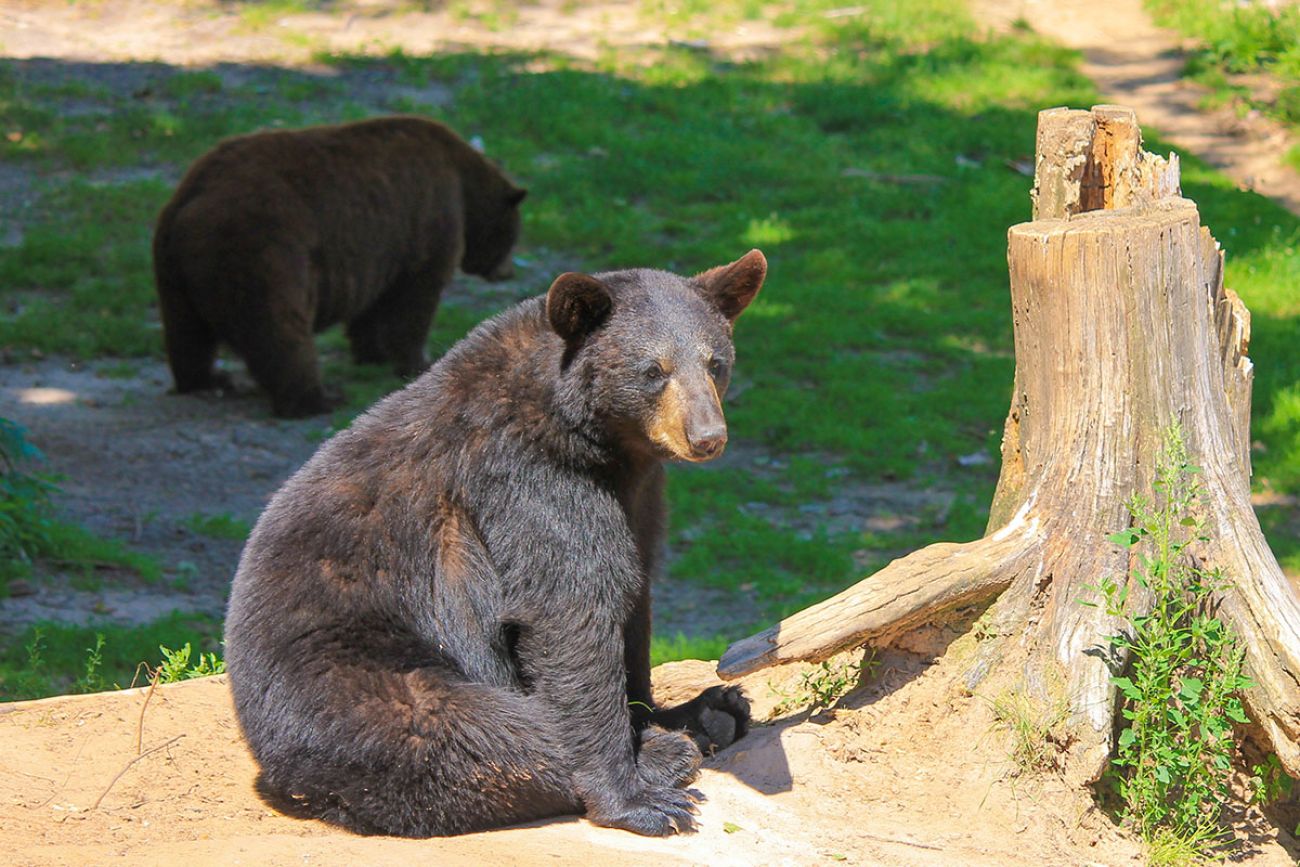 Cocaine Bear? In Michigan, it's melatonin bear