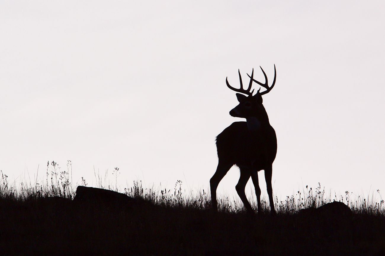 deer in a field