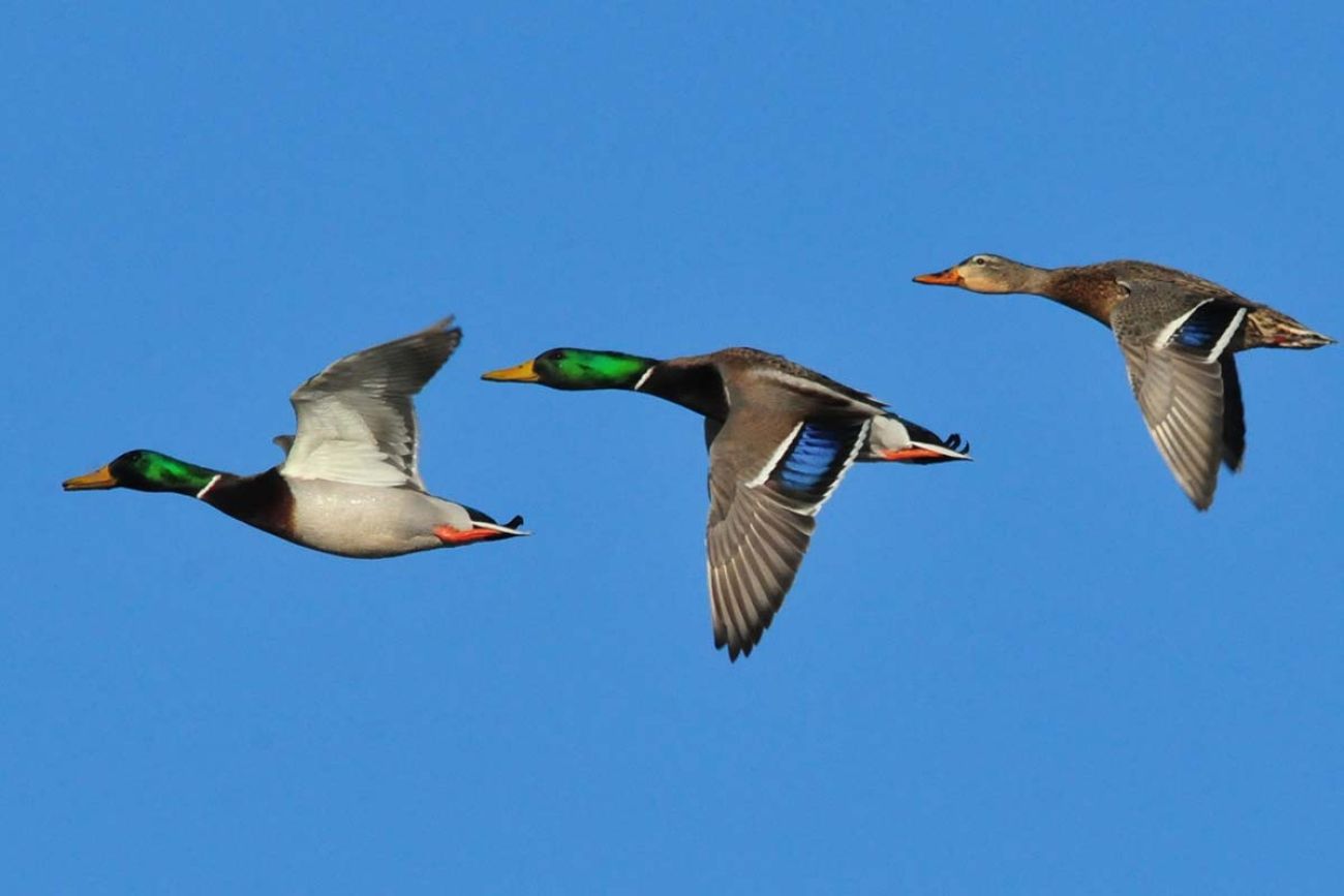 Estimated decline in duck population only part of fall flight