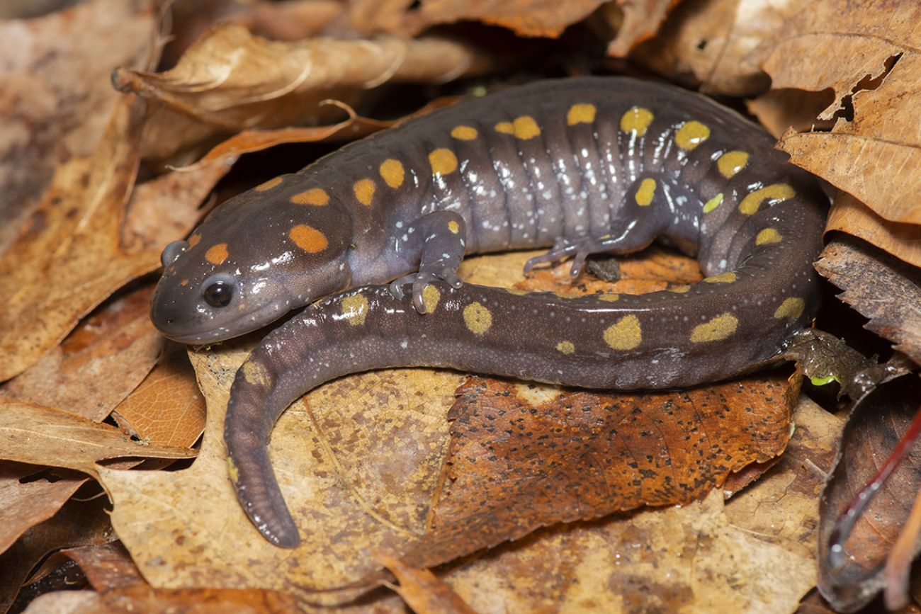 Frogs, salamanders, fairy shrimp usher in spring at Michigan vernal pools