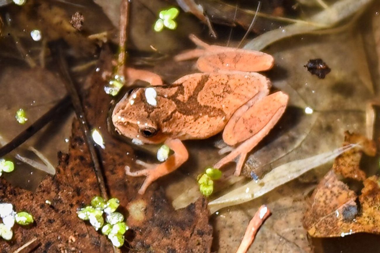 Mini-frogs  Roads End Naturalist