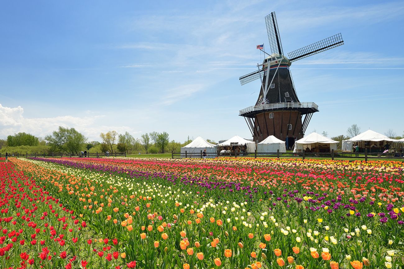 Tulip Time  Dutch Heritage Festival in Holland, Michigan