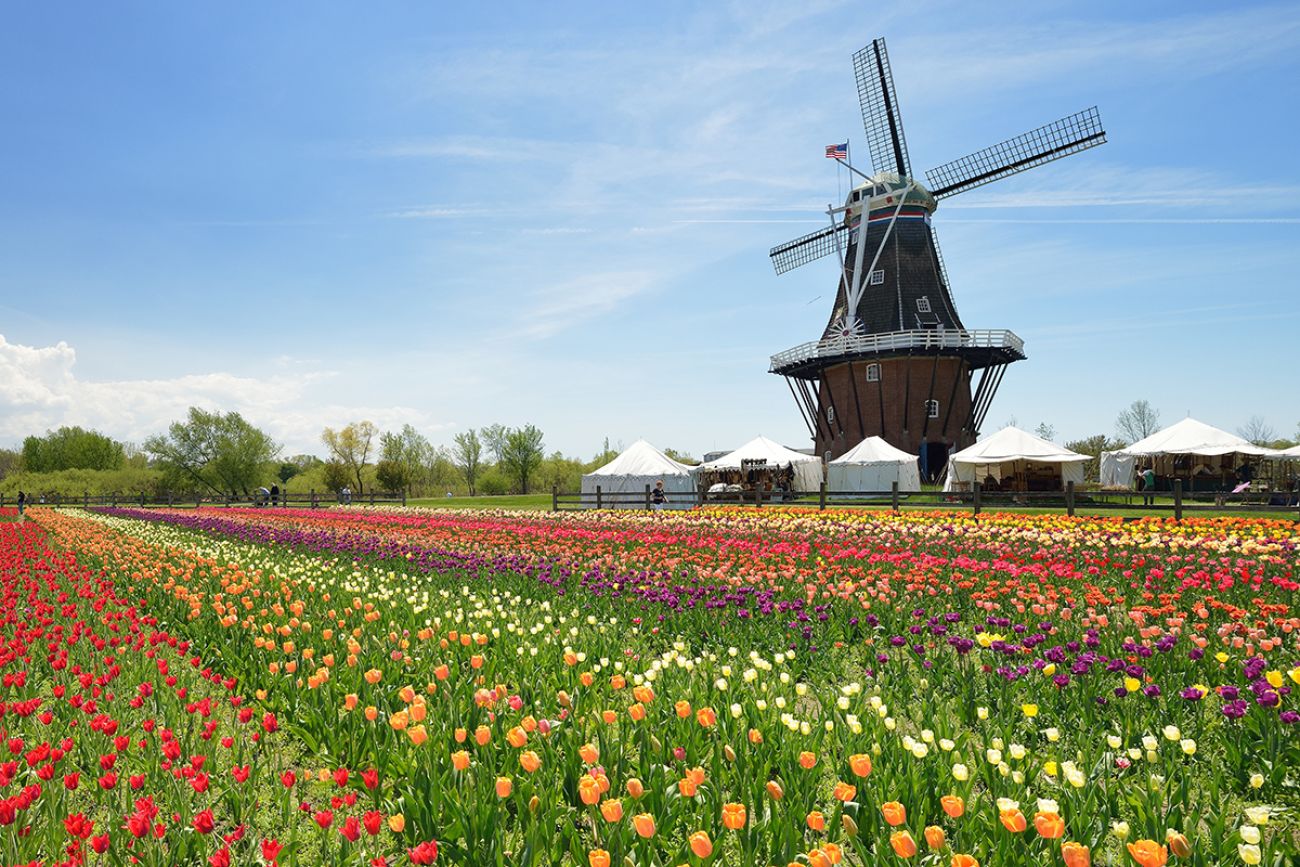 Where to See Thousands and Thousands of Tulips, Travel