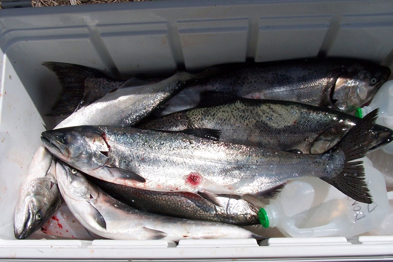 Sea lampreys with wounds